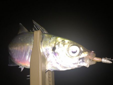 まさかの五目釣達成‼…