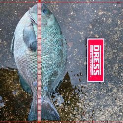 忠岡高場メジナヘチ釣り