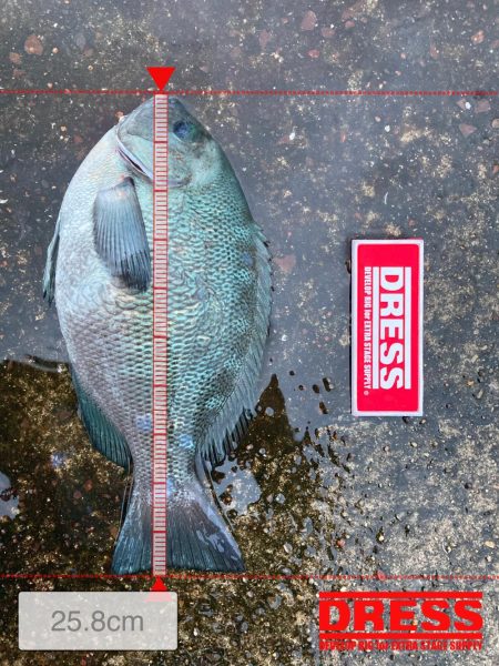 忠岡高場メジナヘチ釣り