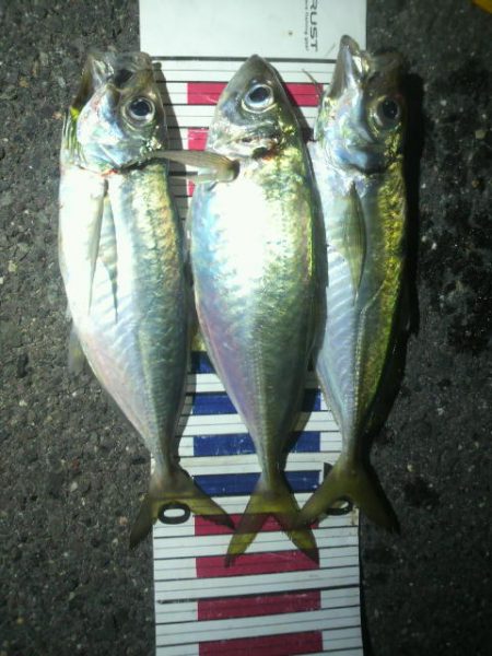 突風と雷雨の中のアジング