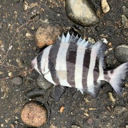 シーバス狙いで7目！？