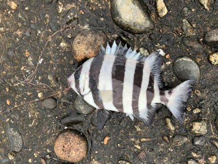 シーバス狙いで7目！？