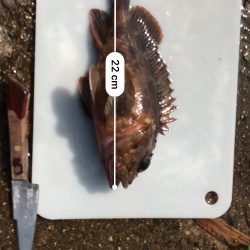 タコ脱走 ガシラしか…