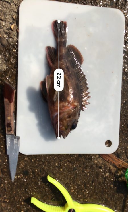 タコ脱走　ガシラしか...