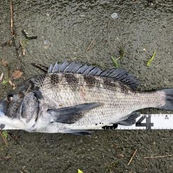 イチノ兄弟、釣果!