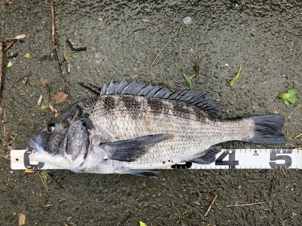 イチノ兄弟、釣果!