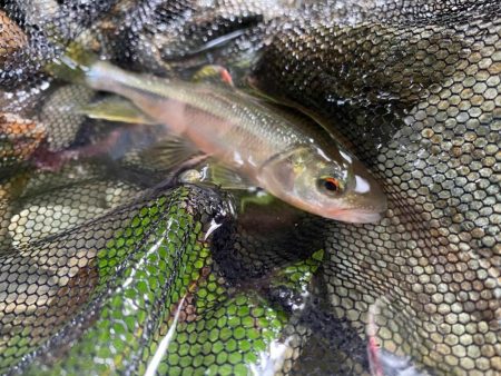 初の渓流？釣り