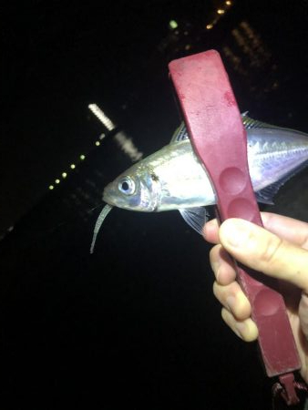 エギングからのアジング