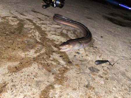 アナゴ釣れました。