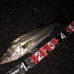 円山川チューバス