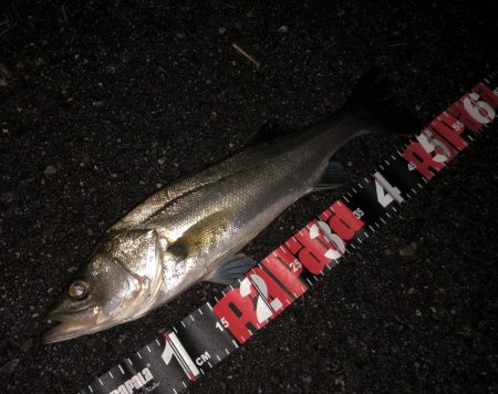 円山川チューバス