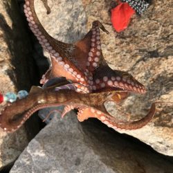 オクトパッシング