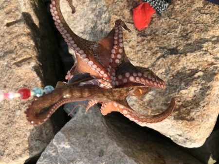 オクトパッシング