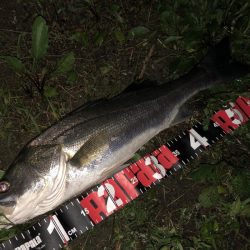 円山川シーバス