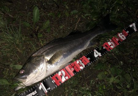 円山川シーバス