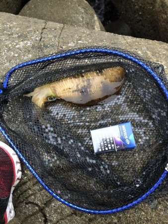 1年ぶりのエギング