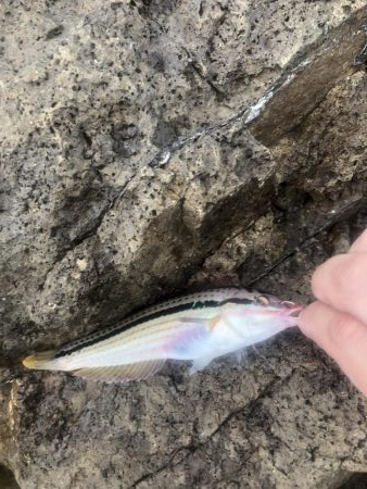 現地調達の蟹でも釣れた