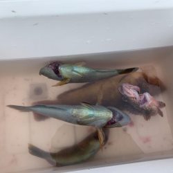 今日はあかんね