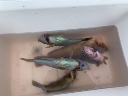 今日はあかんね