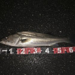 円山川シーバス