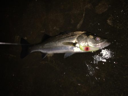 久しぶりのシーバス