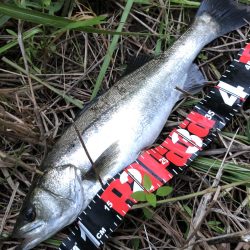 円山川シーバス