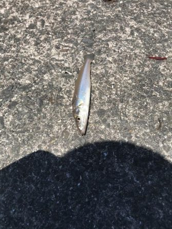 やっぱりか、、、