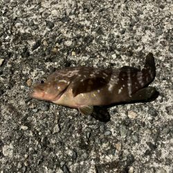 アジの泳がせ釣り