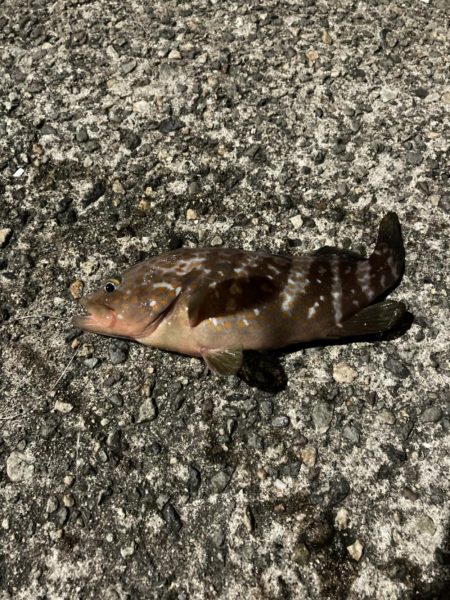 アジの泳がせ釣り