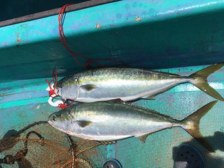 浅川沖でブリ祭り