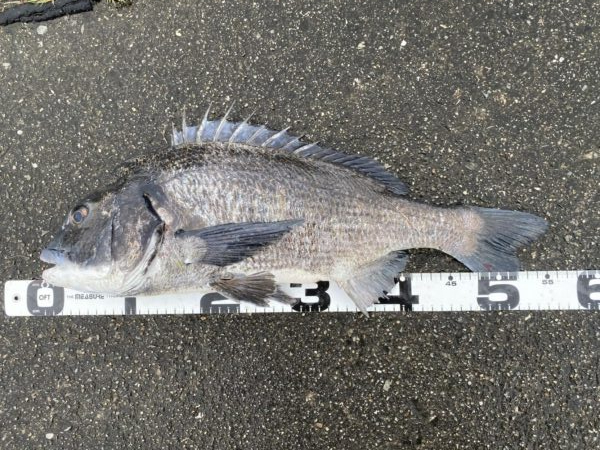 イチノ兄弟、釣果！