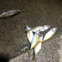 久しぶりのアジング