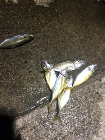 久しぶりのアジング