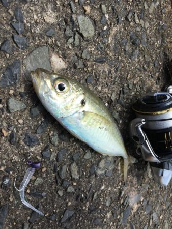 渋い渋いデイアジング