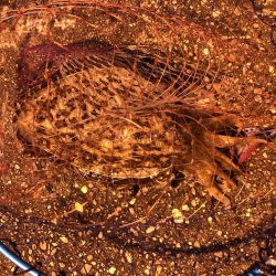 1キロのコウイカ