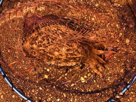 1キロのコウイカ