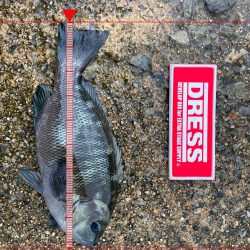 忠岡高場コッパグレヘチ釣り