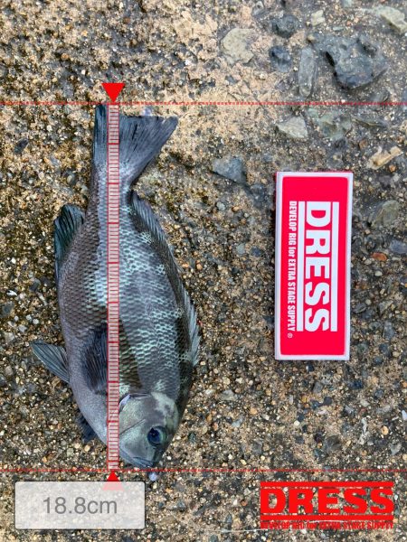 忠岡高場コッパグレヘチ釣り