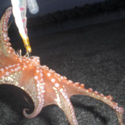 小さい蛸おったで