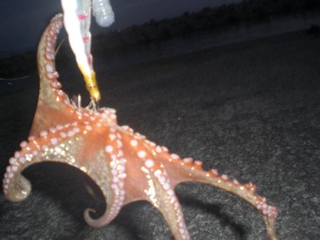 小さい蛸おったで