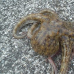 水潮・タコいた