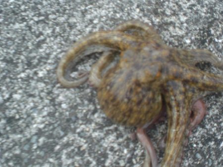 水潮・タコいた