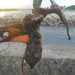 雨の隙間のタコ