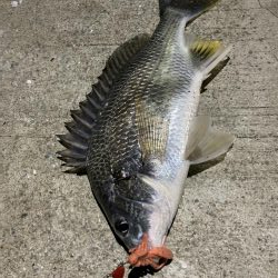 7/2 1日目チニング