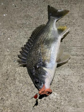 7/2 1日目チニング