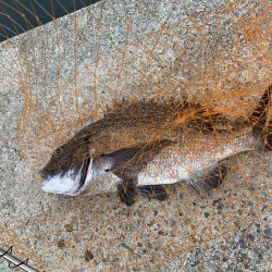 良い釣りライフを!