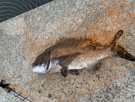 良い釣りライフを！