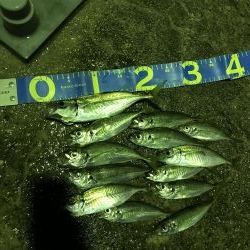 雨上がりの漁港はにぎやか