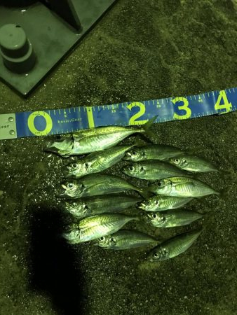 雨上がりの漁港はにぎやか