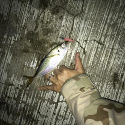 7月29日本命ボウズ